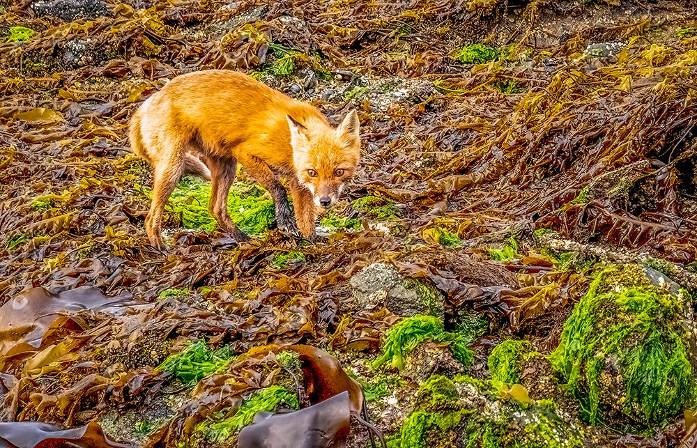 Katmai Peninsula, Alaska. Portrait of Alaskan red fox hunting among rocks lining the shore art print by Murray McCallum for $57.95 CAD
