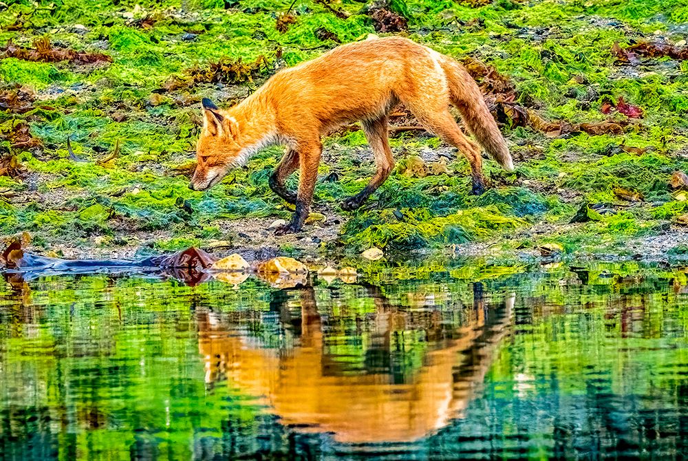 Katmai Peninsula, Alaska. Portrait of Alaskan red fox hunting among kelp in rocks lining the shore. art print by Murray McCallum for $57.95 CAD