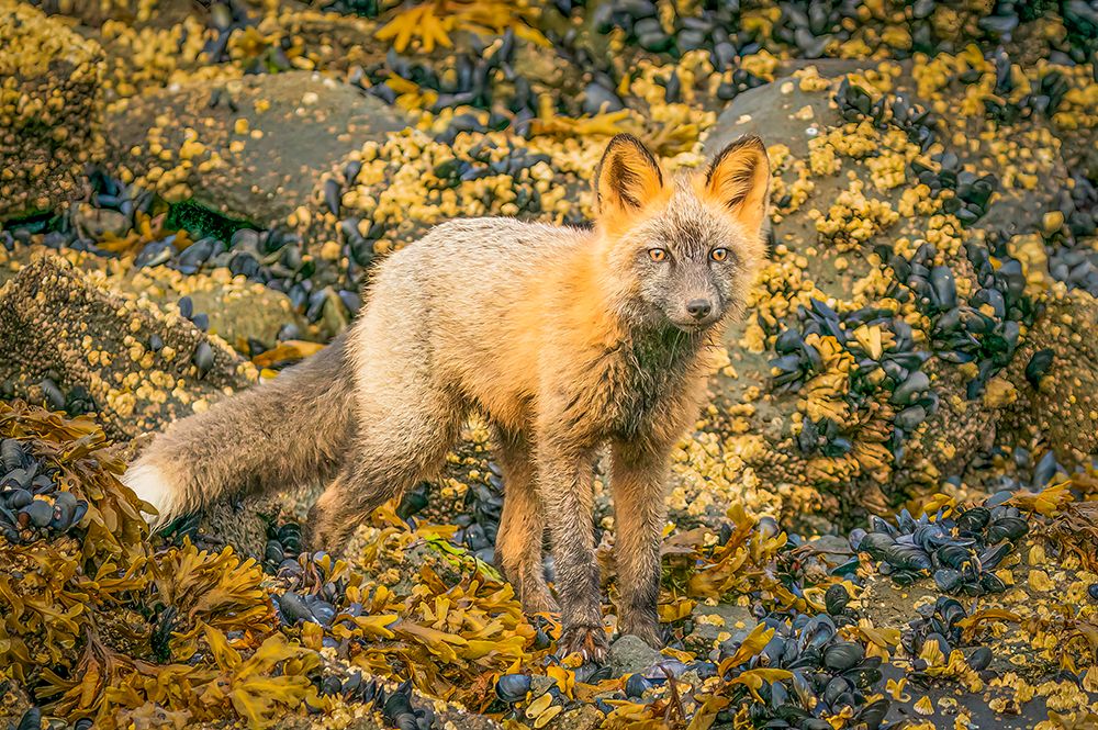 Katmai Peninsula, Alaska. Portrait of arctic fox, red fox mix hunting among rocks lining the shore. art print by Murray McCallum for $57.95 CAD