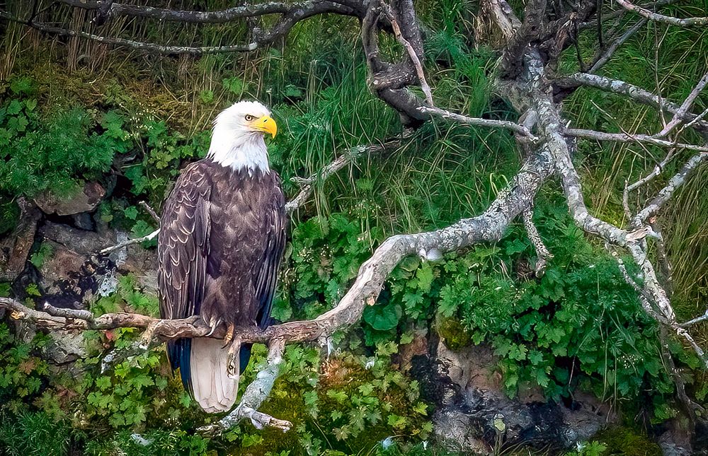 Katmai Peninsula, Alaska. Portrait of bald eagle scouting for fish during the fall salmon run. art print by Murray McCallum for $57.95 CAD