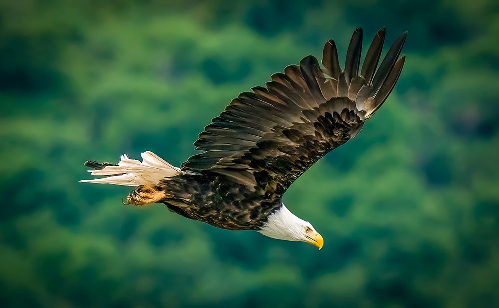 Katmai National Park, Alaska. Bald eagle scanning the river for fish during the fall salmon run. art print by Murray McCallum for $57.95 CAD