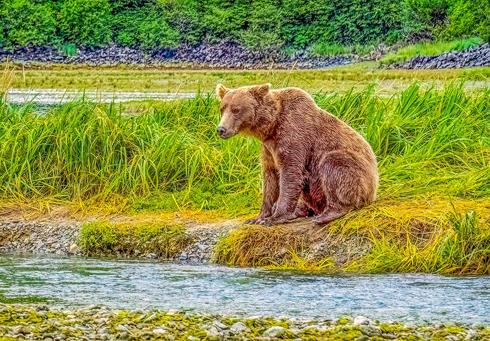 Katmai Peninsula, Alaska. Female brown bear watching for approaching males while hunting for fish. art print by Murray McCallum for $57.95 CAD