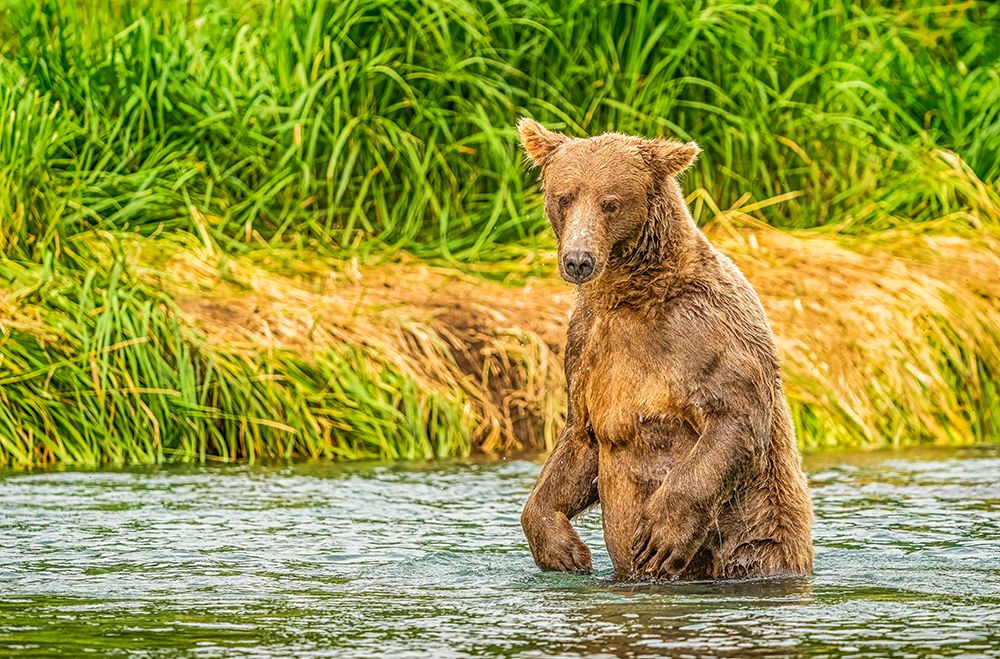 Katmai Peninsula, Alaska. Male brown bear waiting to grab a salmon swimming upriver. art print by Murray McCallum for $57.95 CAD