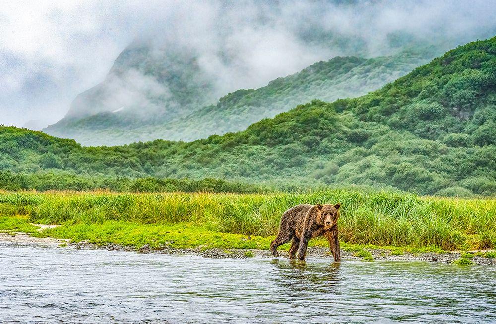 Katmai Peninsula, Alaska. Female brown bear in the mist along the riverbank hunting for fish. art print by Murray McCallum for $57.95 CAD