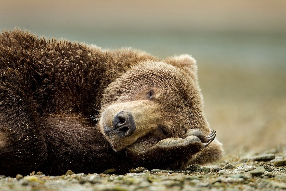 Brown Bear, Katmai National Park, Alaska. art print by Paul Souders for $57.95 CAD