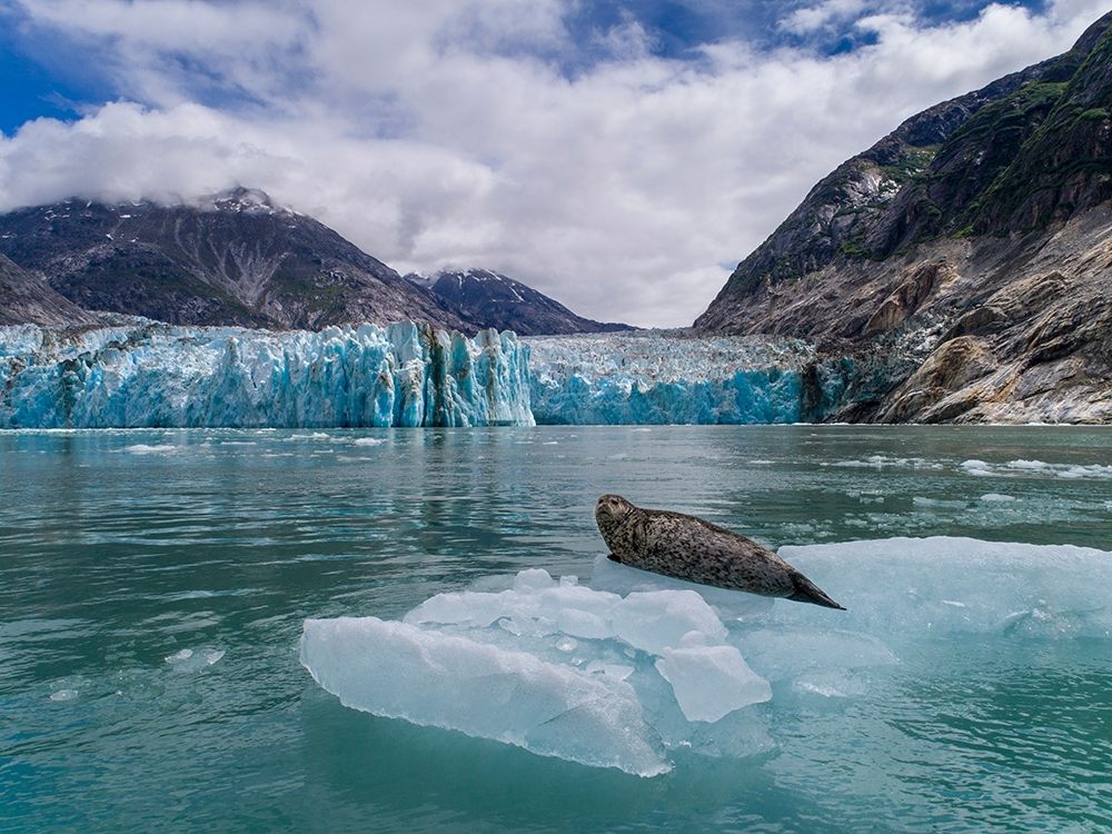 Alaska-South Sawyer view of Harbor Seal resting on iceberg calved from Dawes Glacier in Endicott Arm art print by Paul Souders for $57.95 CAD