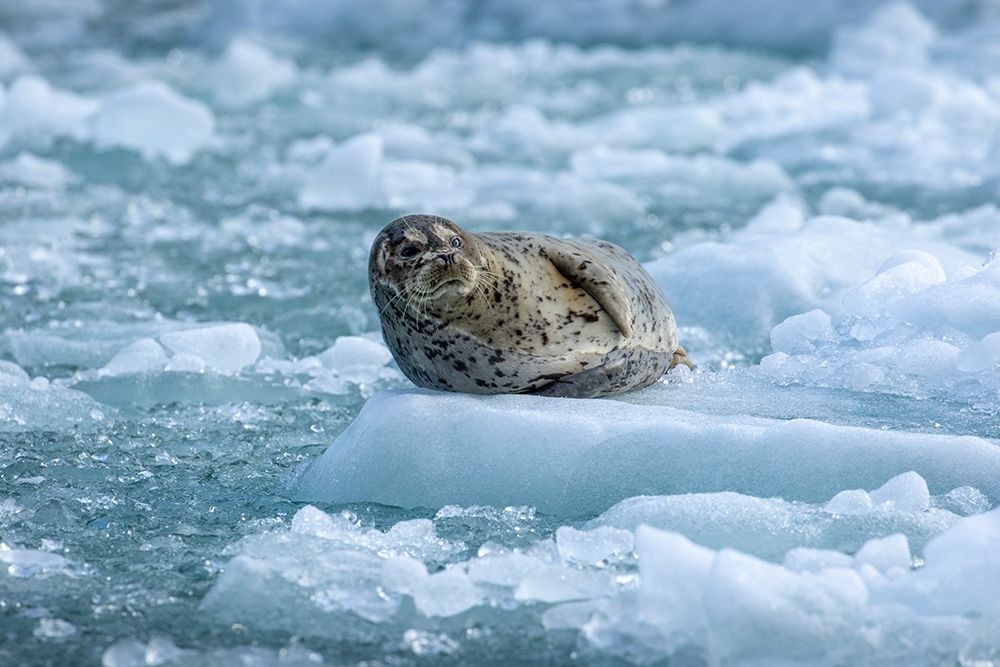 Alaska-South Sawyer Harbor Seal resting on icebergs calved from South Sawyer Glacier in Tracy Arm art print by Paul Souders for $57.95 CAD