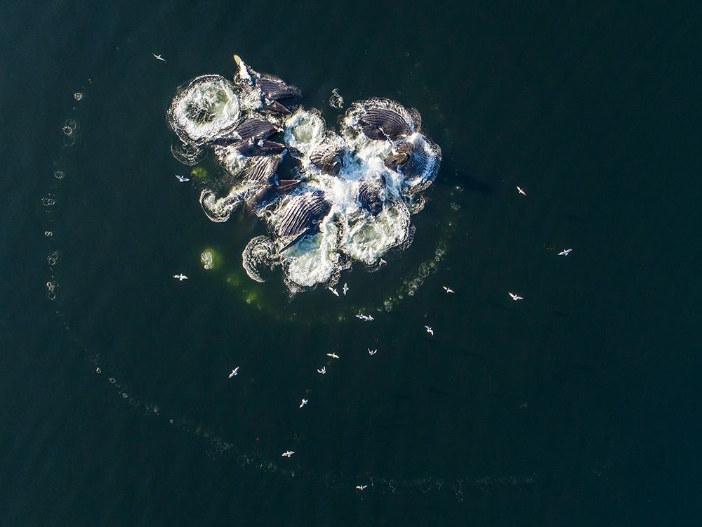 Alaska-Aerial view of Humpback Whales bubble net feeding on school of herring fish art print by Paul Souders for $57.95 CAD