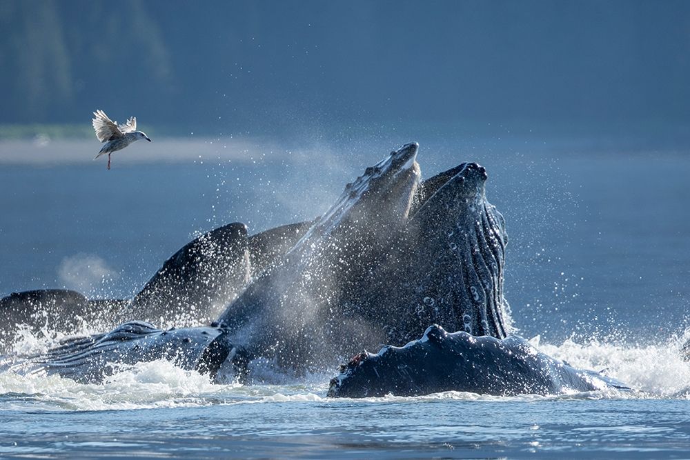 Alaska-Seagull hovers above Humpback Whales surfacing as they bubble net feed on herring art print by Paul Souders for $57.95 CAD