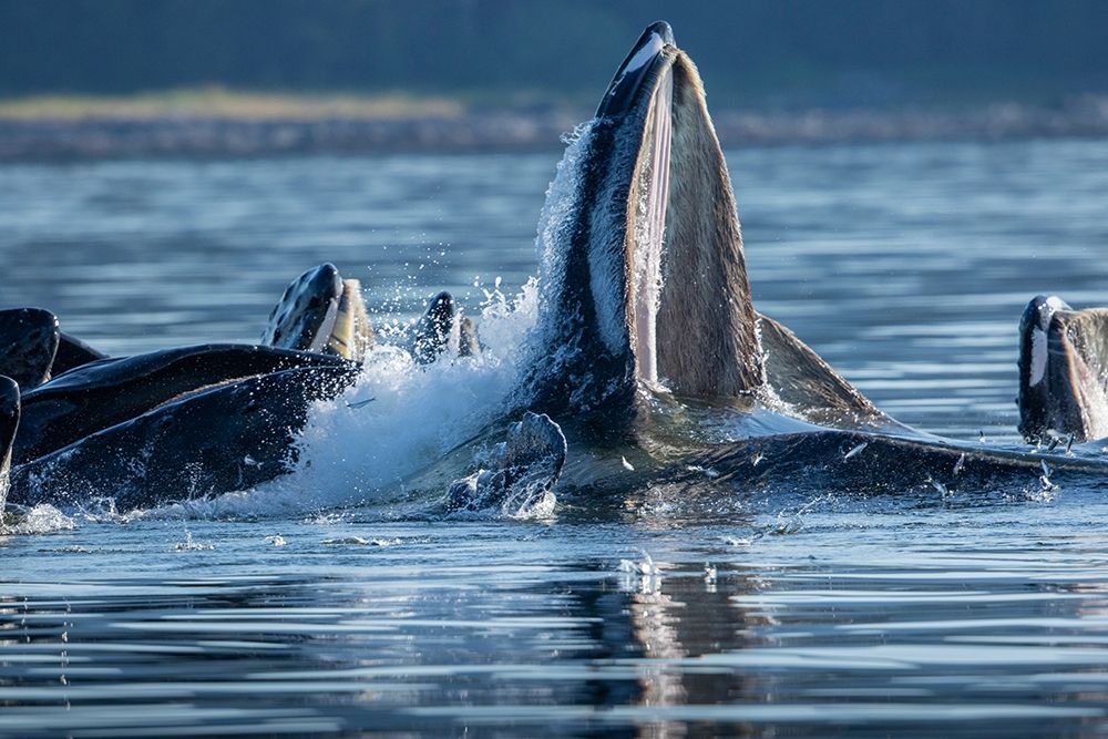 Alaska-Herring fish leap trying to flee from Humpback Whales surface as they bubble net feeding art print by Paul Souders for $57.95 CAD