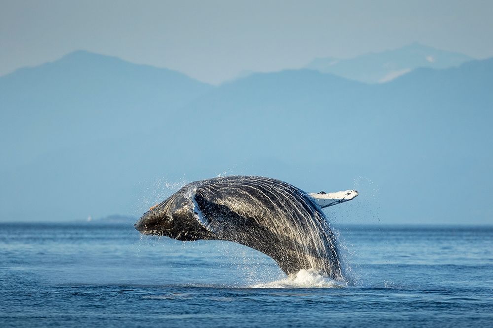 Alaska-Water streams from breaching Humpback Whale in Frederick Sound near Kupreanof Island art print by Paul Souders for $57.95 CAD