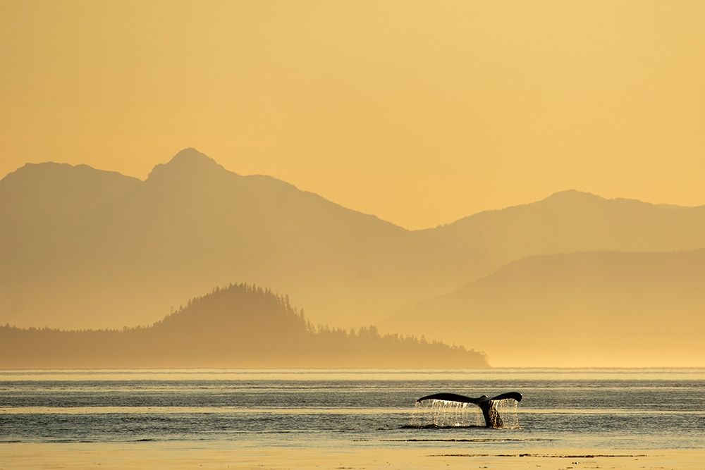 Alaska-Water streams from tails of Humpback Whale diving in Frederick Sound near Kupreanof Island art print by Paul Souders for $57.95 CAD