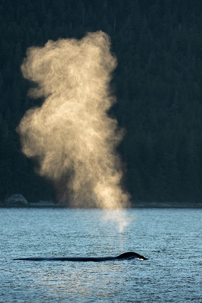 Alaska-Sunlit mist hangs in air above spouting Humpback Whales while surfacing near Kupreanof Island art print by Paul Souders for $57.95 CAD