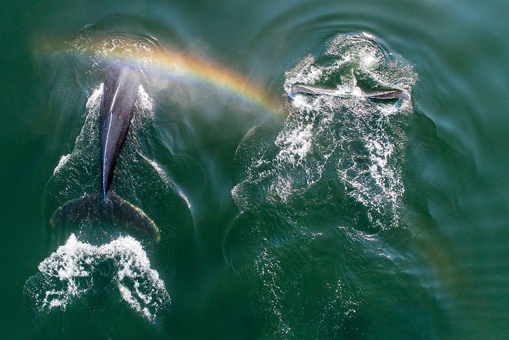Alaska-Aerial view of rainbow above Humpback Whales spouts while breathing at surface art print by Paul Souders for $57.95 CAD