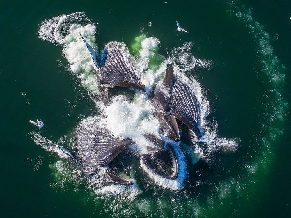 Alaska-Aerial view of Humpback Whales lunging at surface of Frederick Sound while bubble net feeding art print by Paul Souders for $57.95 CAD