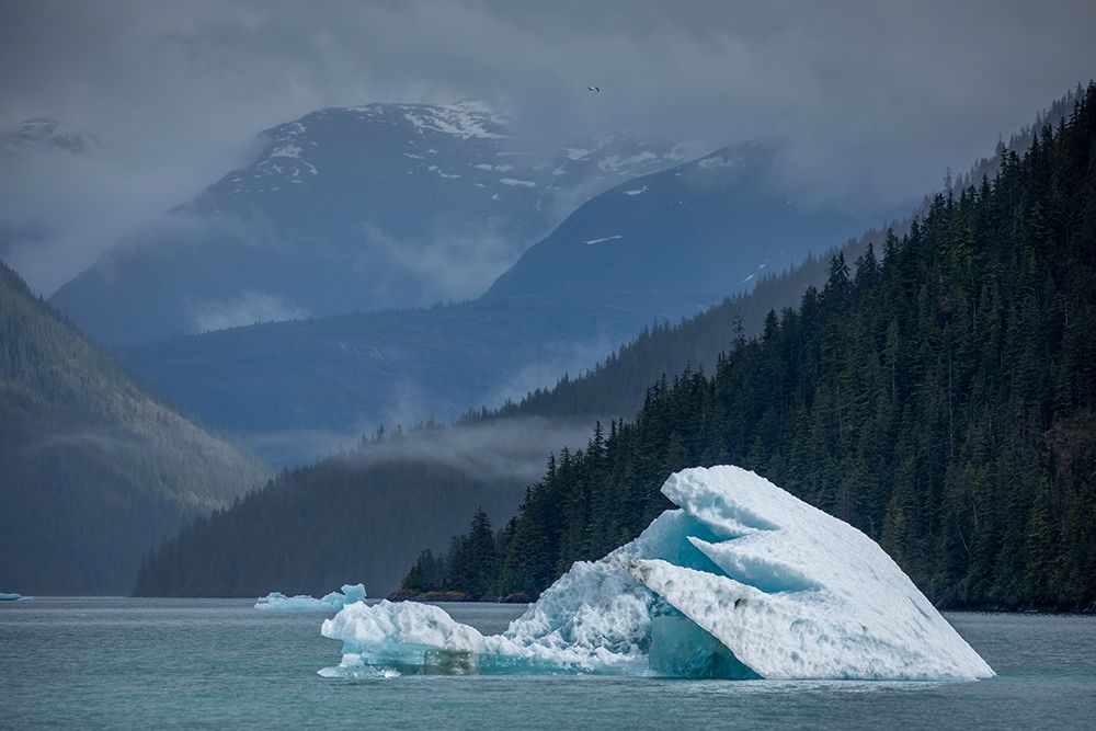 Alaska-Tracy Arm-Fords Terror Wilderness-Glacial iceberg floating in Holkham Bay art print by Paul Souders for $57.95 CAD