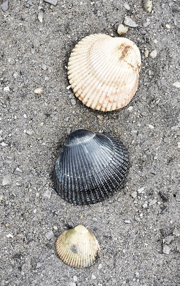 Alaska-Ketchikan-cockle shells on beach art print by Savanah PLank for $57.95 CAD