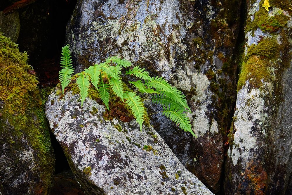 Alaska-Sitka-ferns growing on boulders art print by Savanah PLank for $57.95 CAD