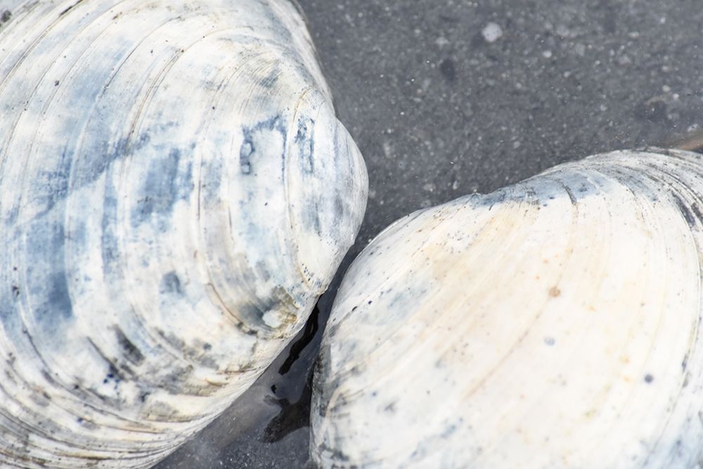 Alaska-Ketchikan-clam shells on beach art print by Savanah PLank for $57.95 CAD