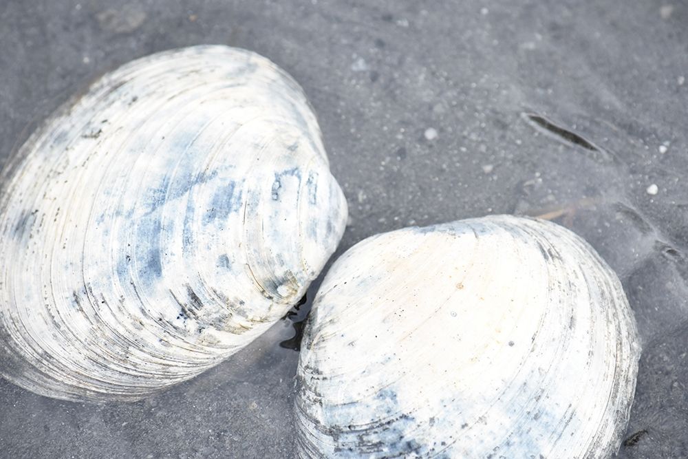 Alaska-Ketchikan-clam shells on beach art print by Savanah PLank for $57.95 CAD