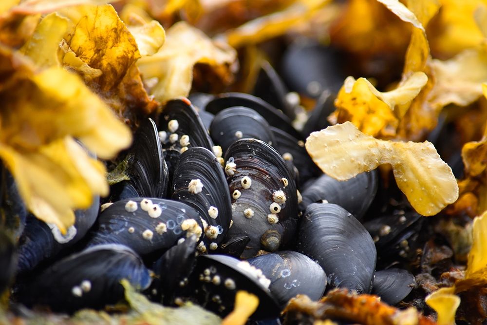 Alaska-Ketchikan-mussels on beach with barnacles art print by Savanah PLank for $57.95 CAD