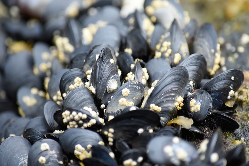 Alaska-Ketchikan-mussels on beach with barnacles art print by Savanah PLank for $57.95 CAD