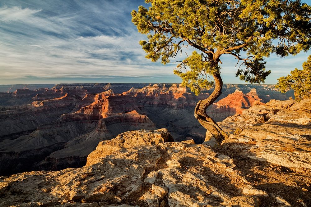 Arizona-Grand Canyon National Park-Pinyon Pine grows cliffside at Hopi Point art print by Ann Collins for $57.95 CAD