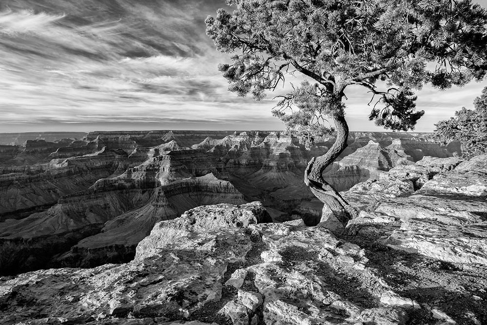 Arizona-Grand Canyon National Park-Pinyon Pine grows cliffside at Hopi Point art print by Ann Collins for $57.95 CAD