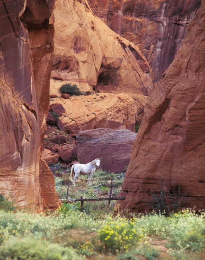 AZ, White Mts, Canyon de Chelly, White horse art print by Nancy Rotenberg for $57.95 CAD