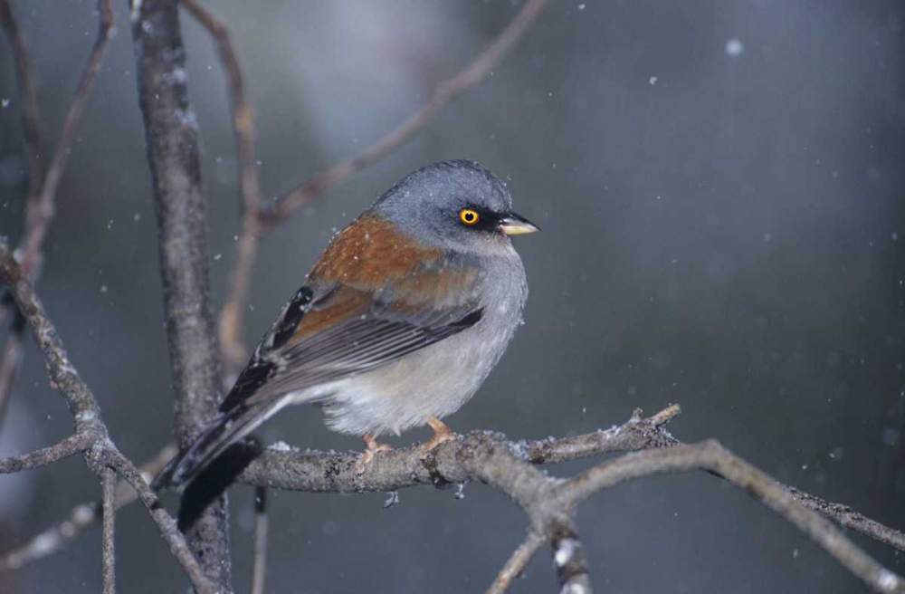 AZ, Madera Canyon Yellow-eyed junco in snowstorm art print by Dave Welling for $57.95 CAD