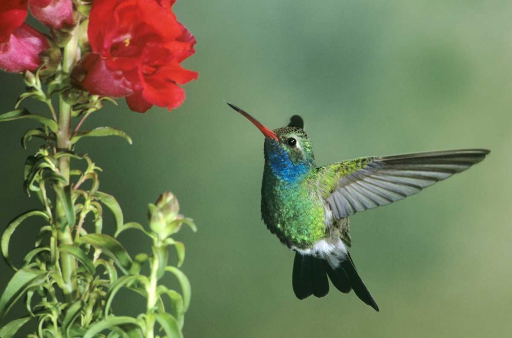 AZ, Broad-billed hummingbird hovering by flower art print by Dave Welling for $57.95 CAD