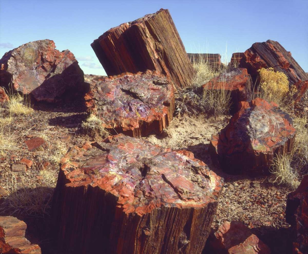 Arizona, Petrified Forest NP Petrified logs art print by Christopher Talbot Frank for $57.95 CAD