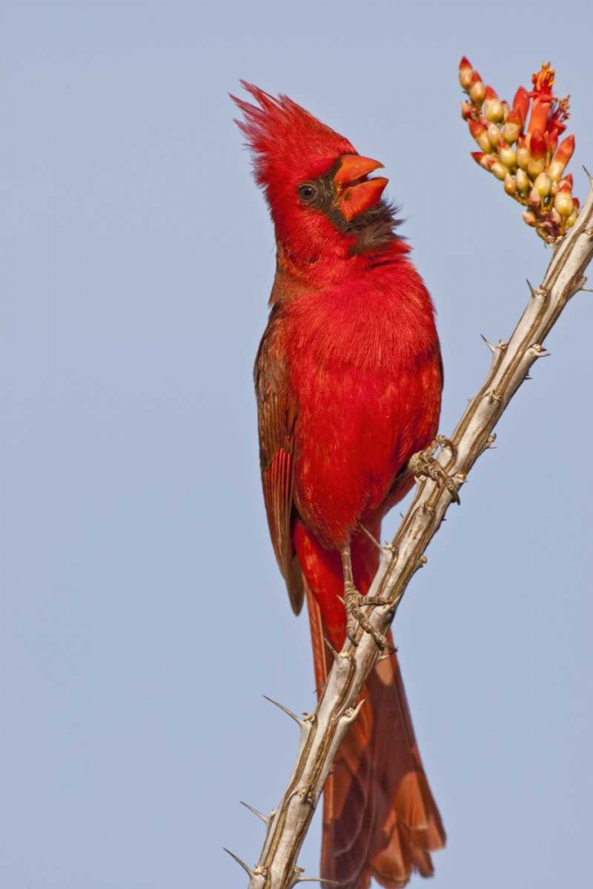 AZ, Pima Co, Northern cardinal singing on cactus art print by Cathy and Gordon Illg for $57.95 CAD