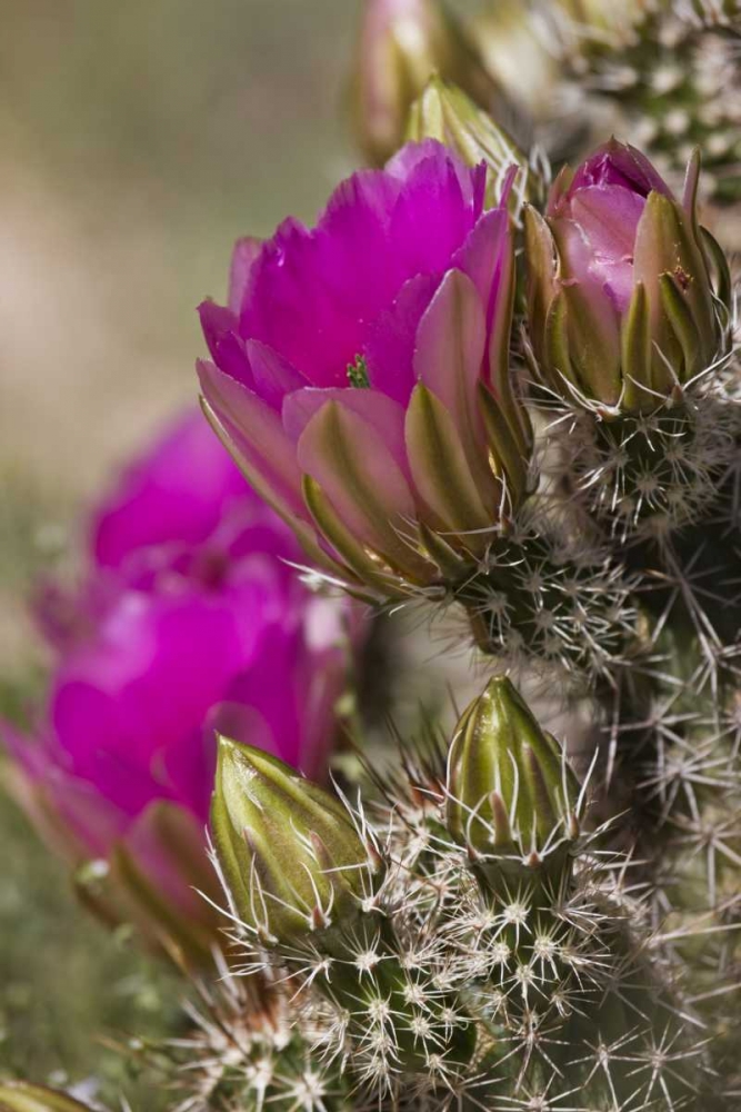 Arizona, Tucson Hedgehog cactus in bloom art print by Don Grall for $57.95 CAD