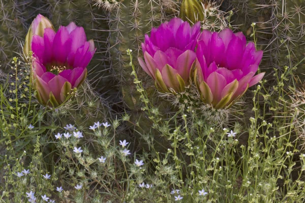 Arizona, Tucson Hedgehog cactus in bloom art print by Don Grall for $57.95 CAD