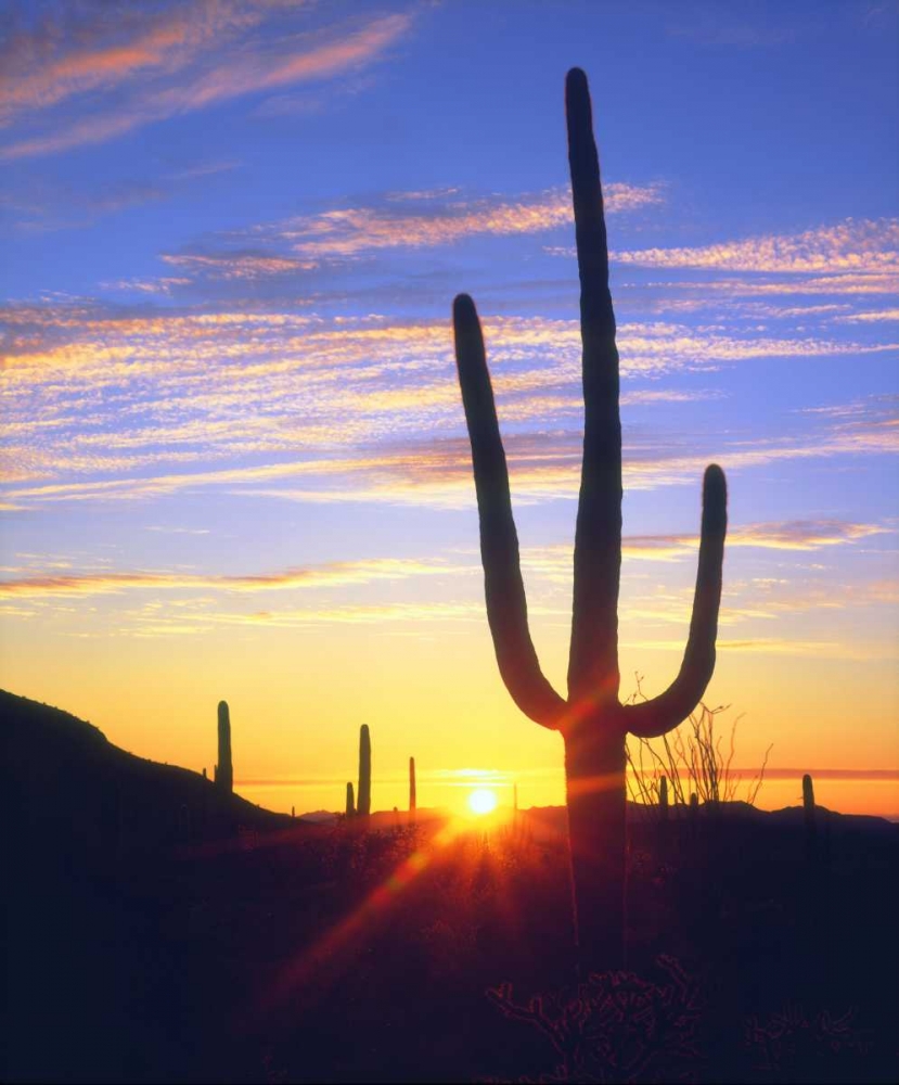 USA, Arizona, A saguaro cactus at sunset art print by Christopher Talbot Frank for $57.95 CAD