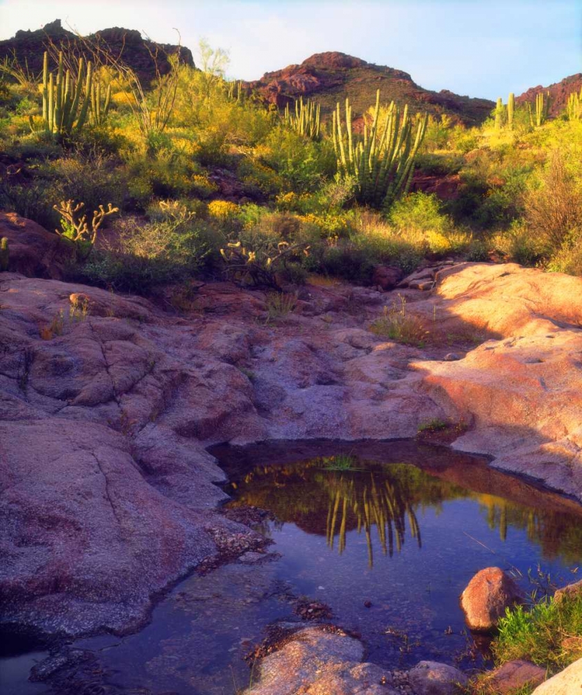 AZ Spring with Organ Pipe cacti along a stream art print by Christopher Talbot Frank for $57.95 CAD