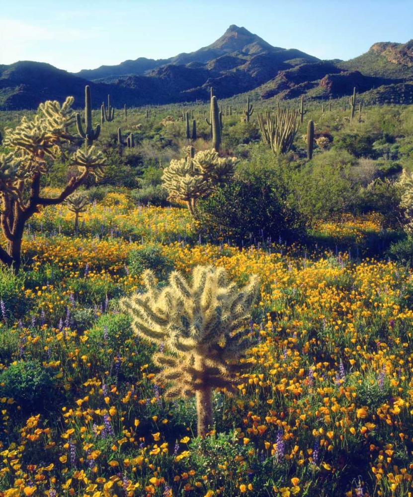 Arizona, Organ Pipe Cactus NM flowers and cacti art print by Christopher Talbot Frank for $57.95 CAD