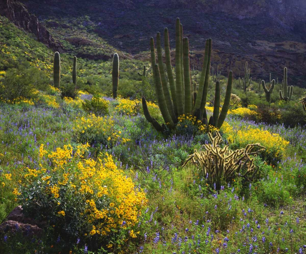 Arizona, Organ Pipe Cactus NM flowers and cacti art print by Christopher Talbot Frank for $57.95 CAD