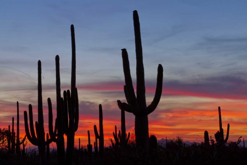 AZ, Sonoran Desert Saguaro cacti and sunset art print by Cathy and Gordon Illg for $57.95 CAD