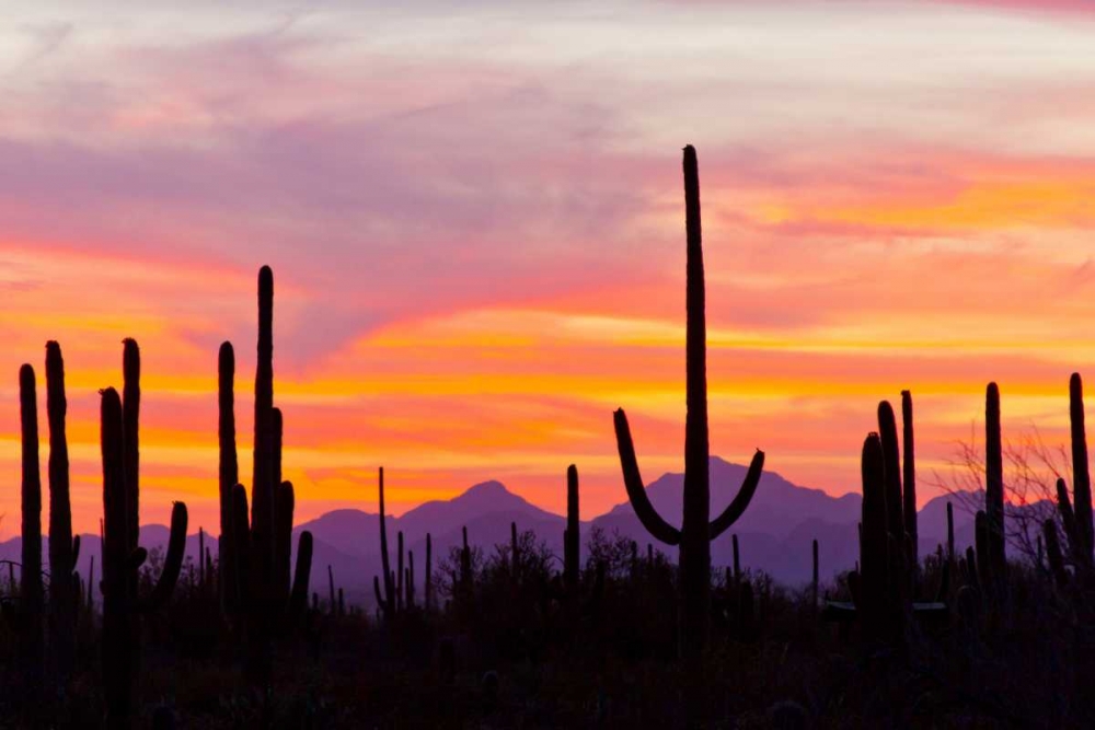 AZ, Sonoran Desert Saguaro cactus at sunset art print by Cathy and Gordon Illg for $57.95 CAD