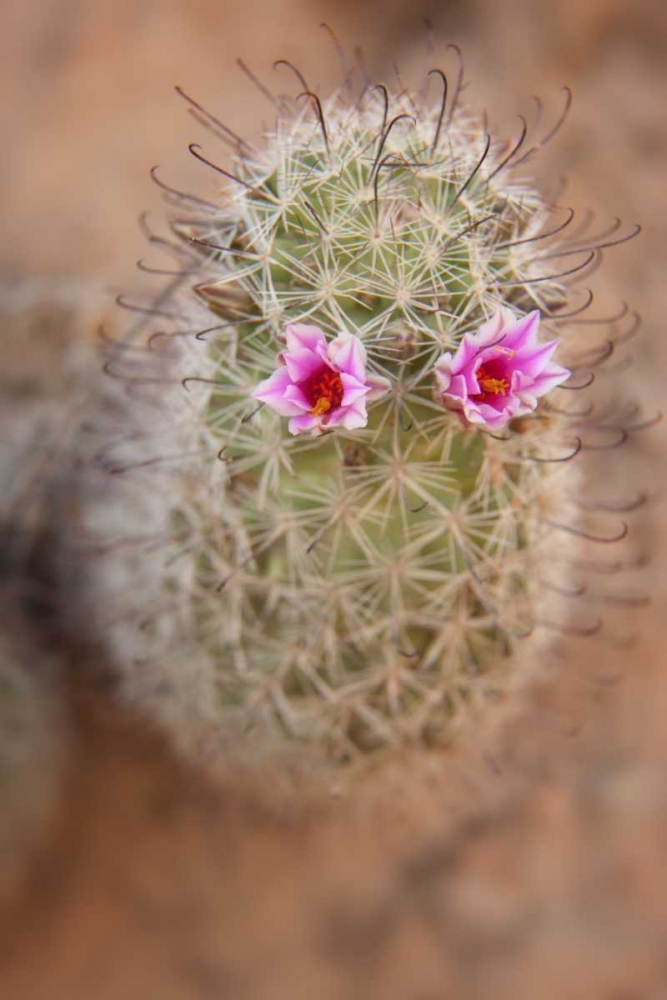 AZ, Grand Canyon, Fishhook cactus with flowers art print by Don Grall for $57.95 CAD
