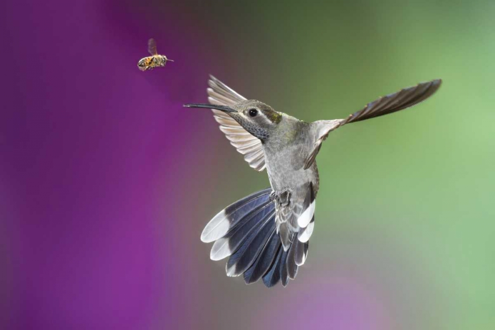 AZ, Madera Canyon Magnificent hummingbird art print by Wendy Kaveney for $57.95 CAD