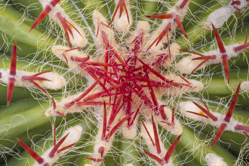 Arizona, Tucson Close-up of cactus and thorns art print by Don Paulson for $57.95 CAD