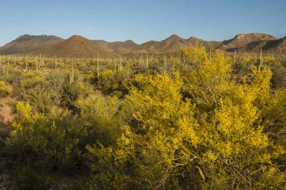 USA, Arizona, Saguaro NP Desert landscape art print by Cathy and Gordon Illg for $57.95 CAD