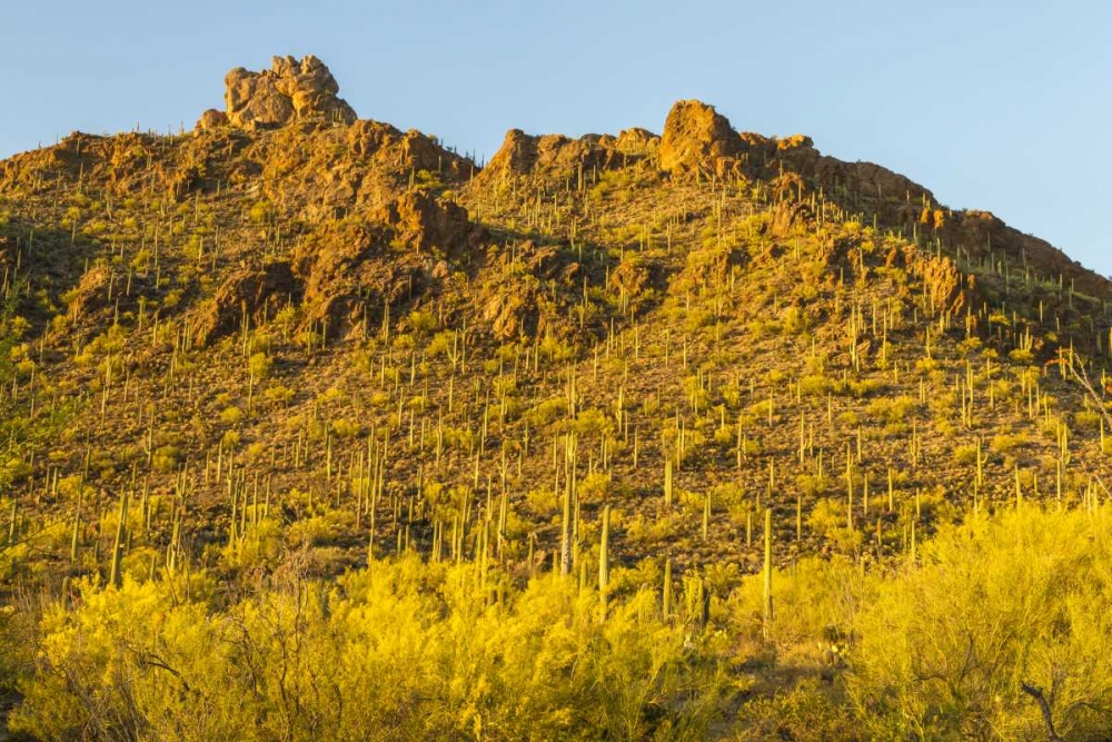 Arizona, Sonoran Desert Saguaro and palo verde art print by Cathy and Gordon Illg for $57.95 CAD