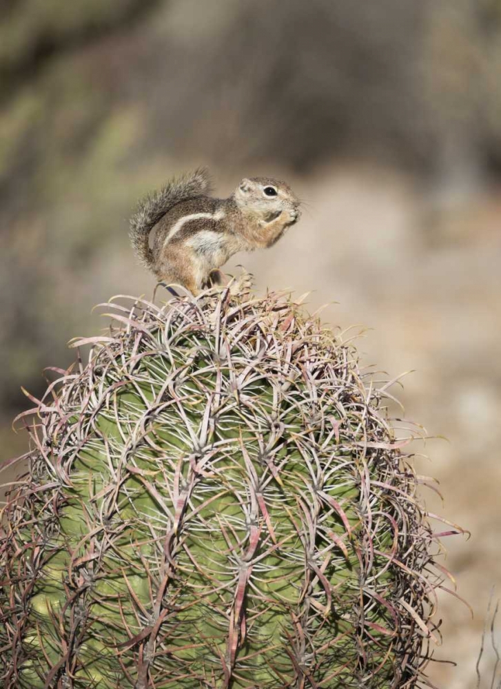 AZ, Buckeye Harriss antelope squirrel on cactus art print by Wendy Kaveney for $57.95 CAD