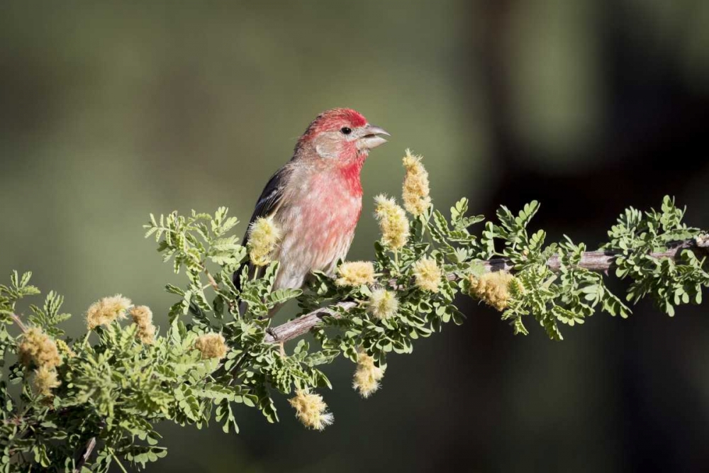 USA, Arizona, Amado Male house finch on branch art print by Wendy Kaveney for $57.95 CAD
