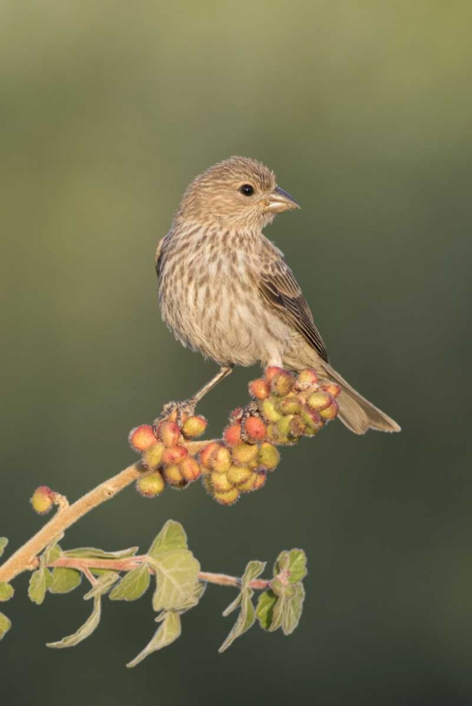 AZ, Amado House finch on skunkbush berries art print by Wendy Kaveney for $57.95 CAD