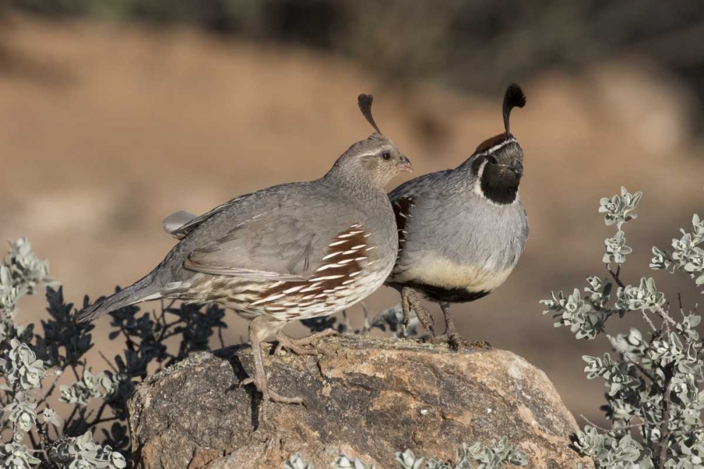 AZ, Amado Pair of Gambels quail perched on rock art print by Wendy Kaveney for $57.95 CAD